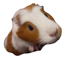 guinea